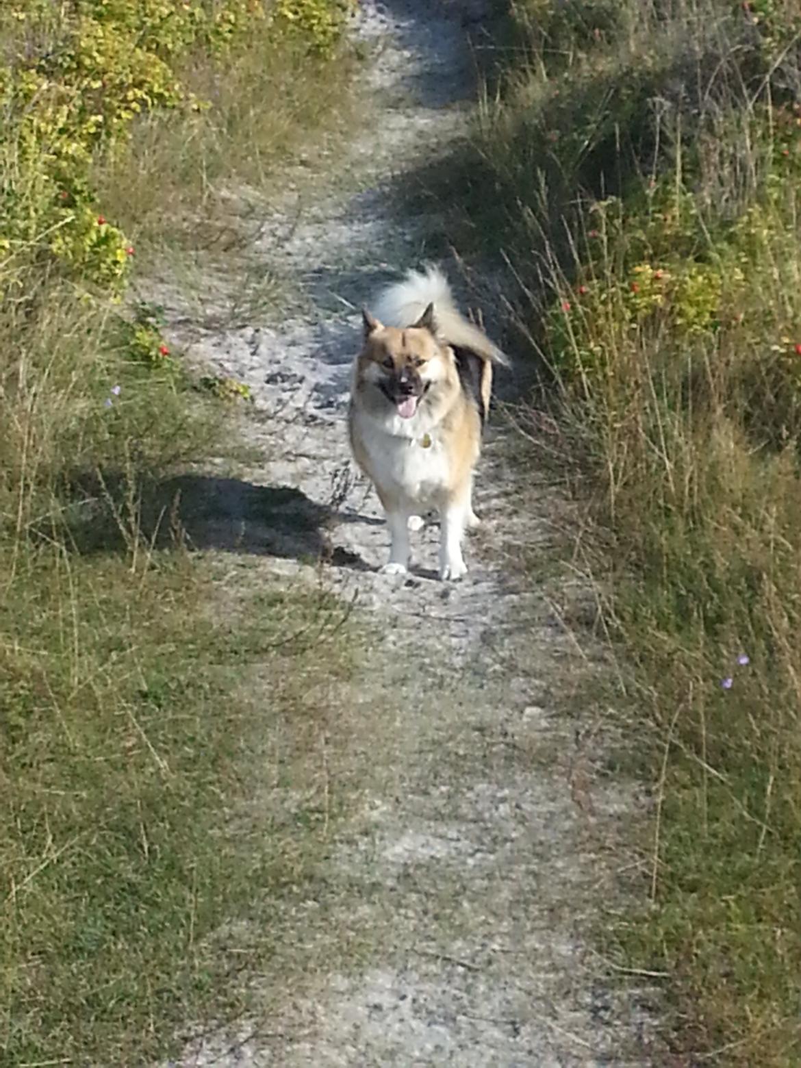 Islandsk fårehund Mollie billede 4