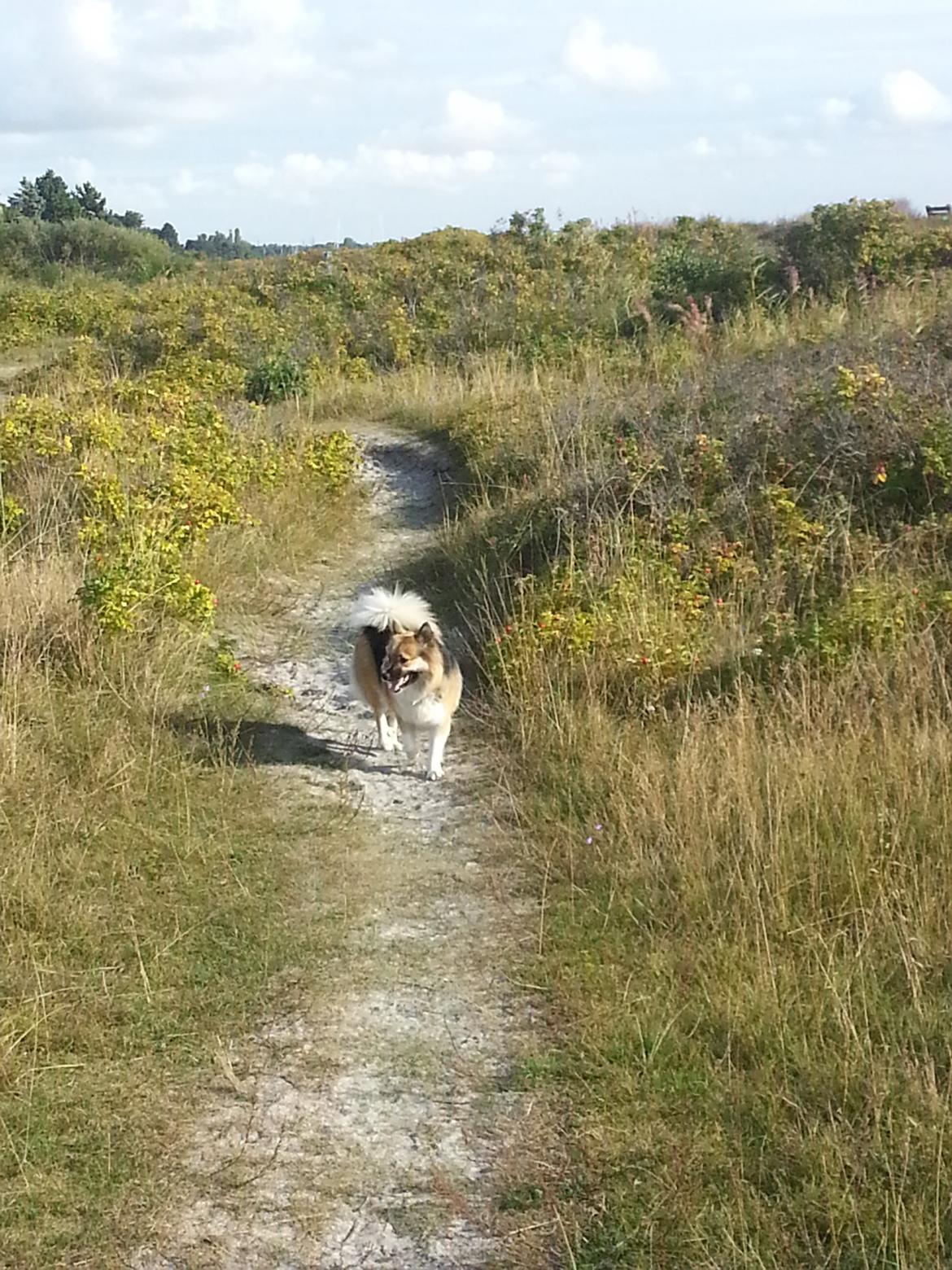 Islandsk fårehund Mollie billede 5