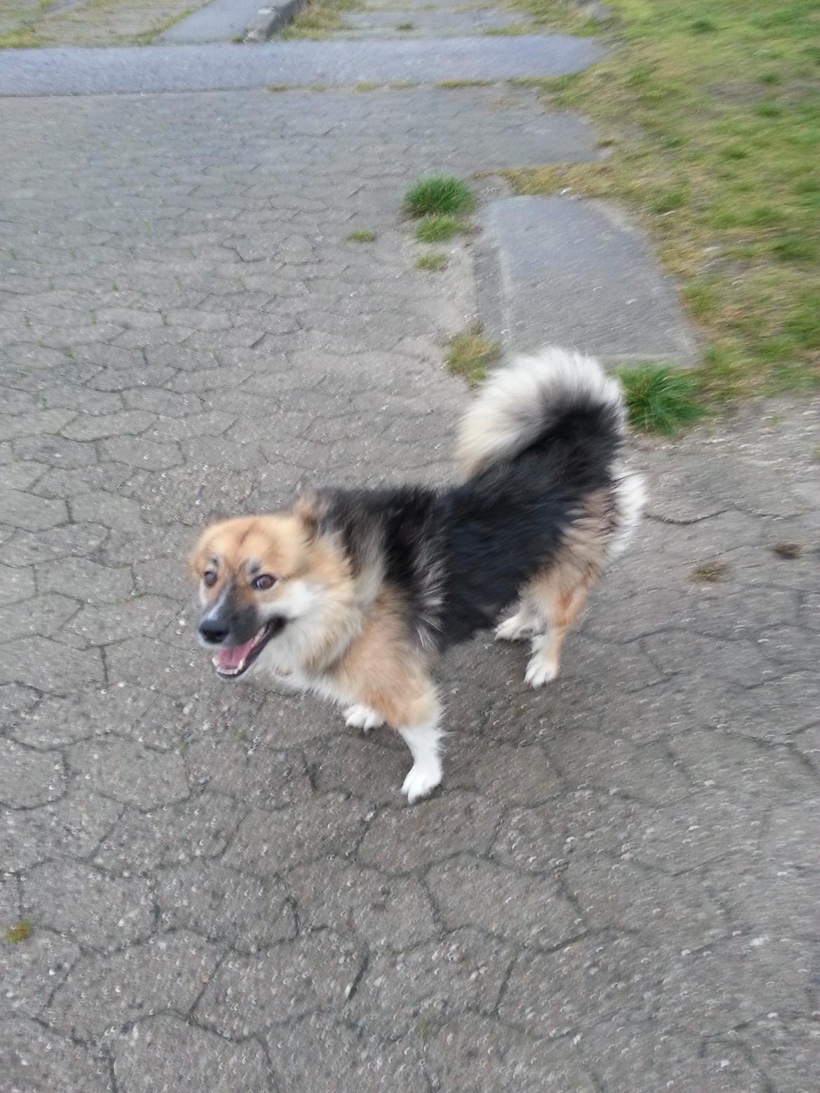 Islandsk fårehund Mollie billede 7