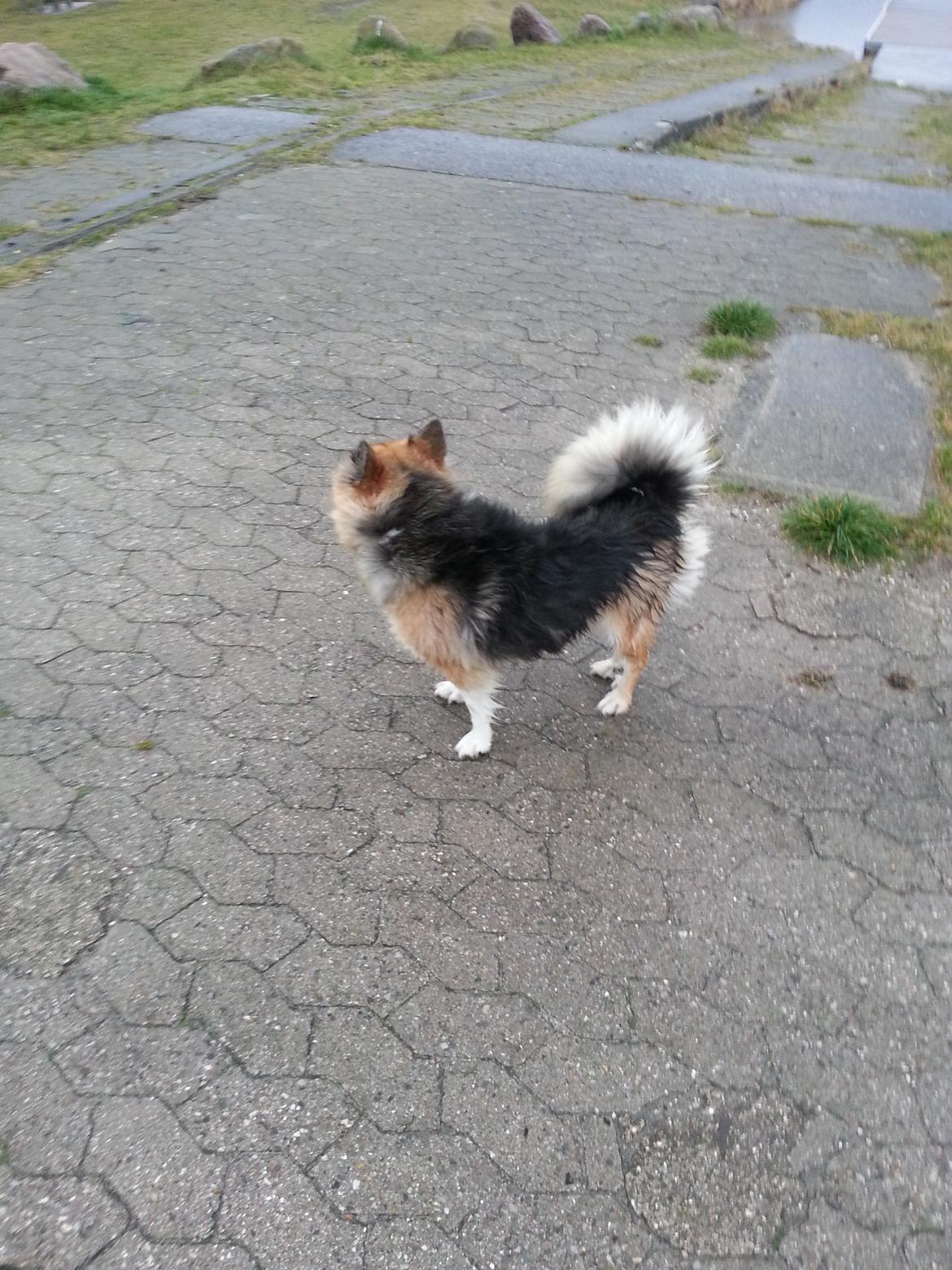 Islandsk fårehund Mollie billede 8