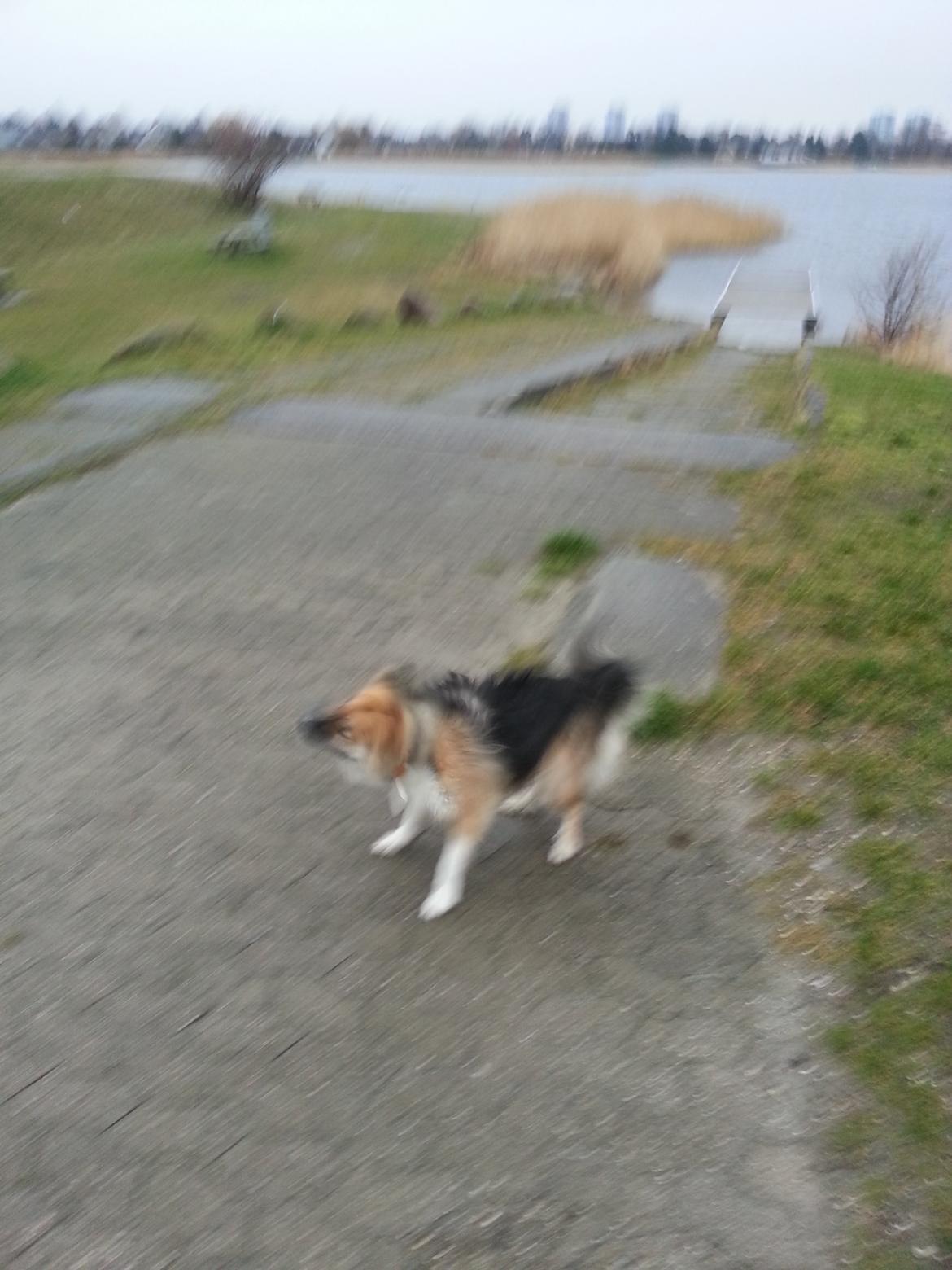 Islandsk fårehund Mollie billede 9