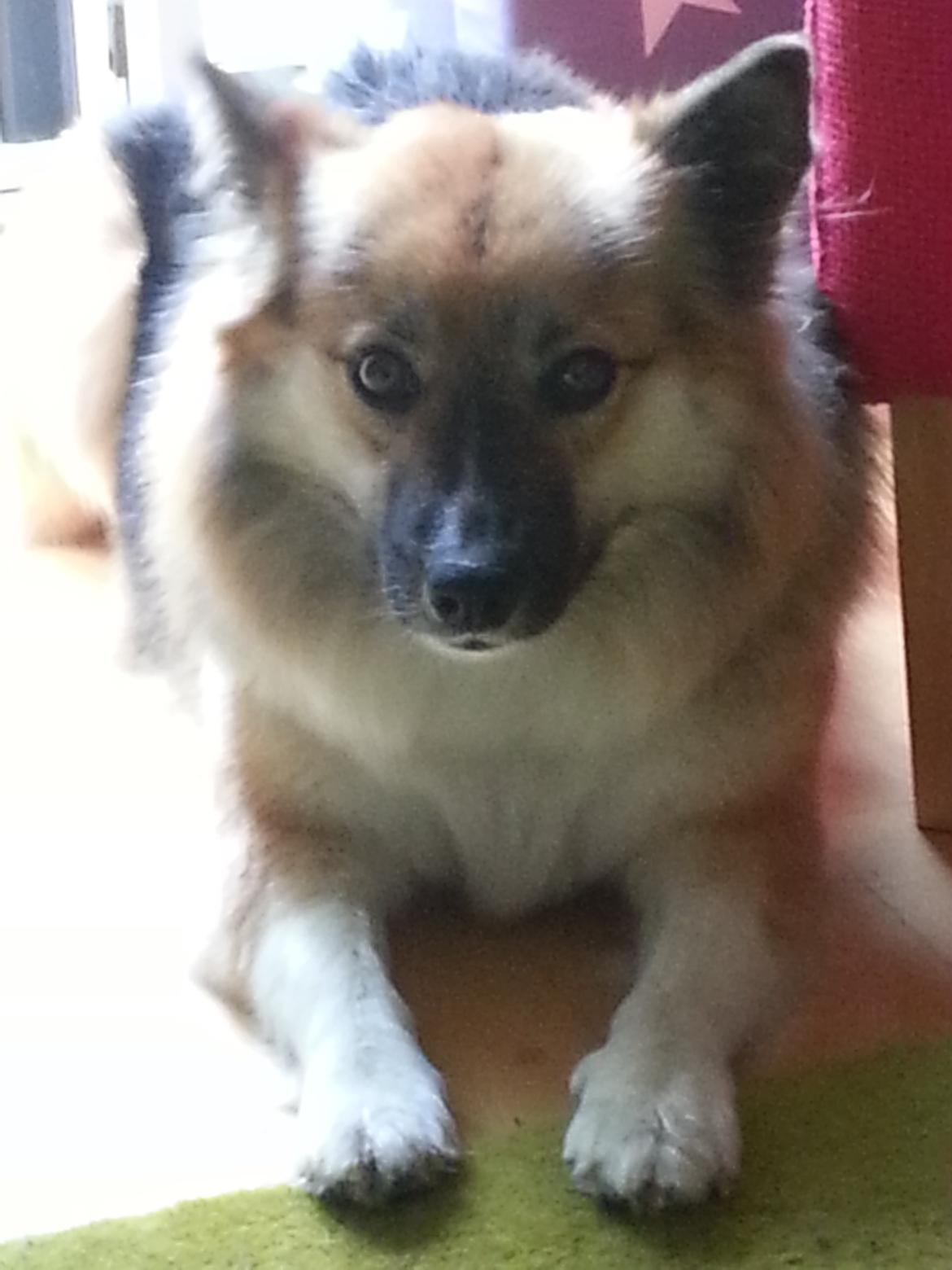 Islandsk fårehund Mollie billede 10