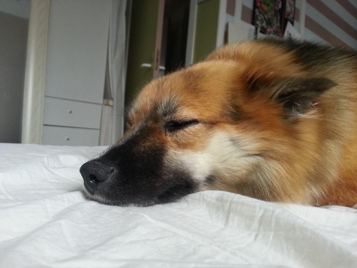 Islandsk fårehund Mollie billede 11