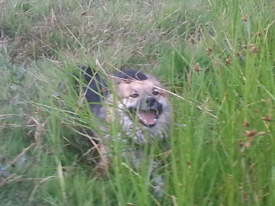 Islandsk fårehund Mollie billede 13