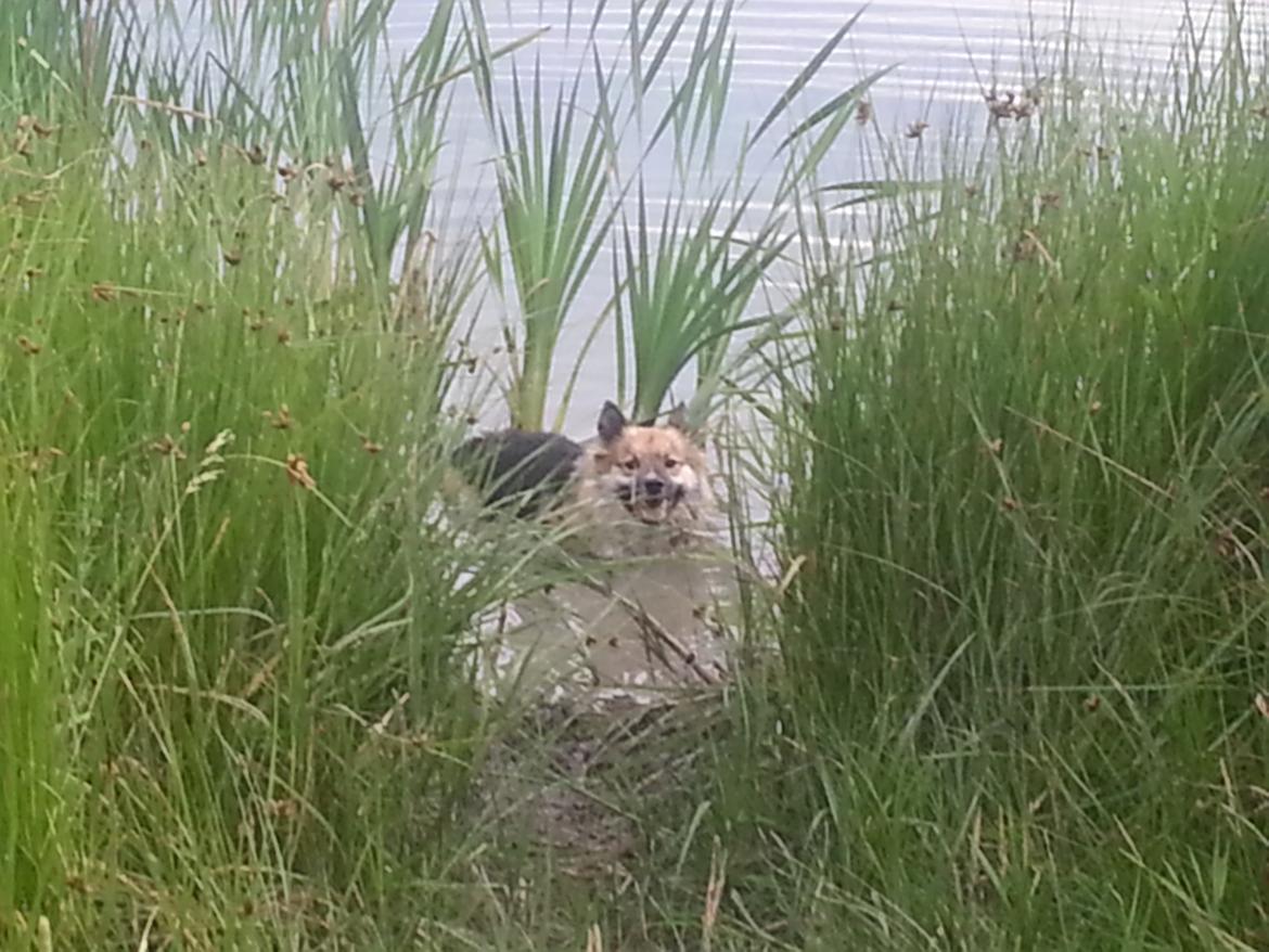 Islandsk fårehund Mollie billede 14