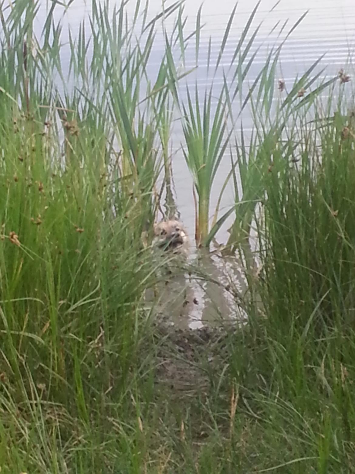 Islandsk fårehund Mollie billede 15