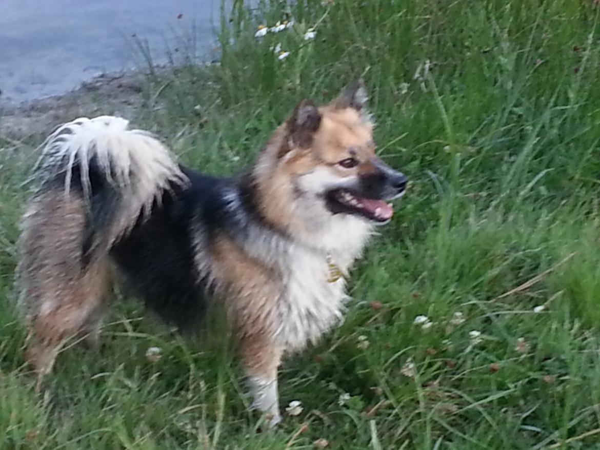 Islandsk fårehund Mollie billede 16