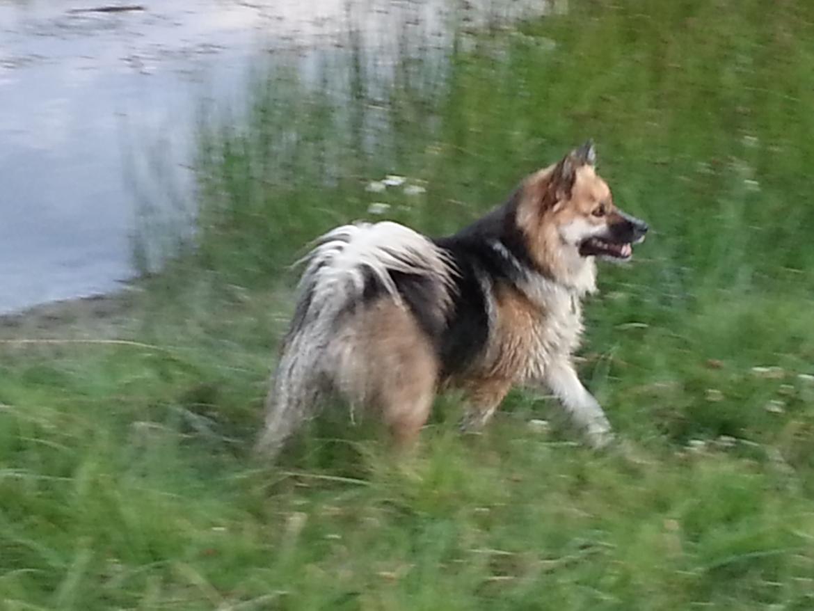 Islandsk fårehund Mollie billede 17