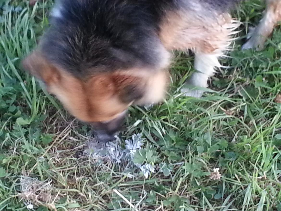 Islandsk fårehund Mollie billede 18