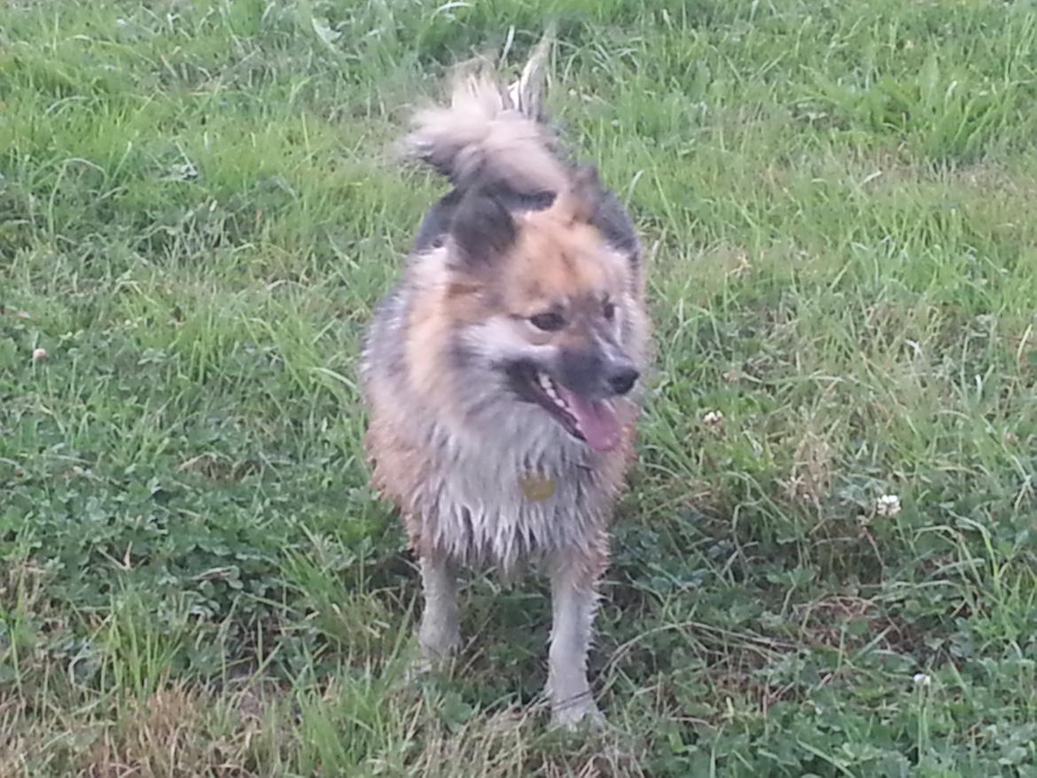 Islandsk fårehund Mollie billede 19