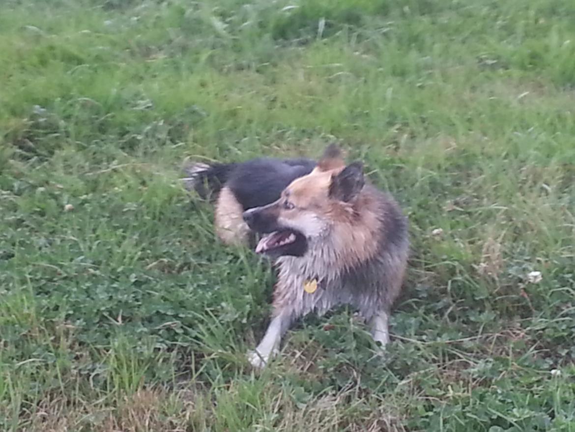 Islandsk fårehund Mollie billede 20