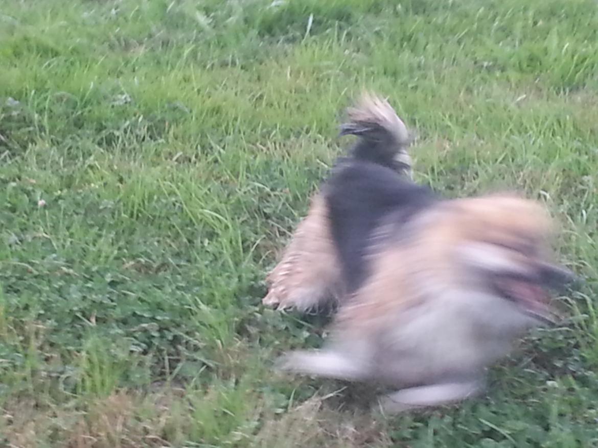 Islandsk fårehund Mollie billede 21