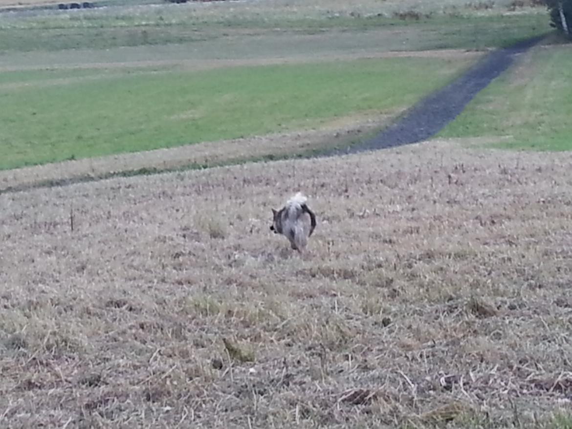 Islandsk fårehund Mollie billede 22
