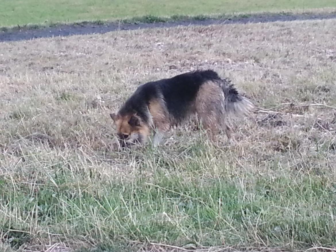 Islandsk fårehund Mollie billede 23