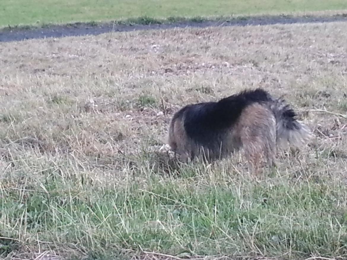 Islandsk fårehund Mollie billede 24