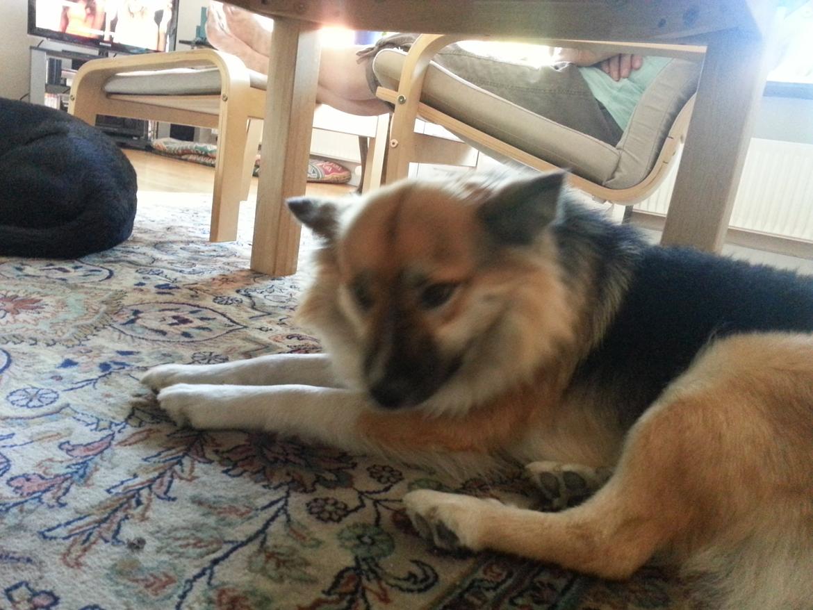 Islandsk fårehund Mollie billede 25