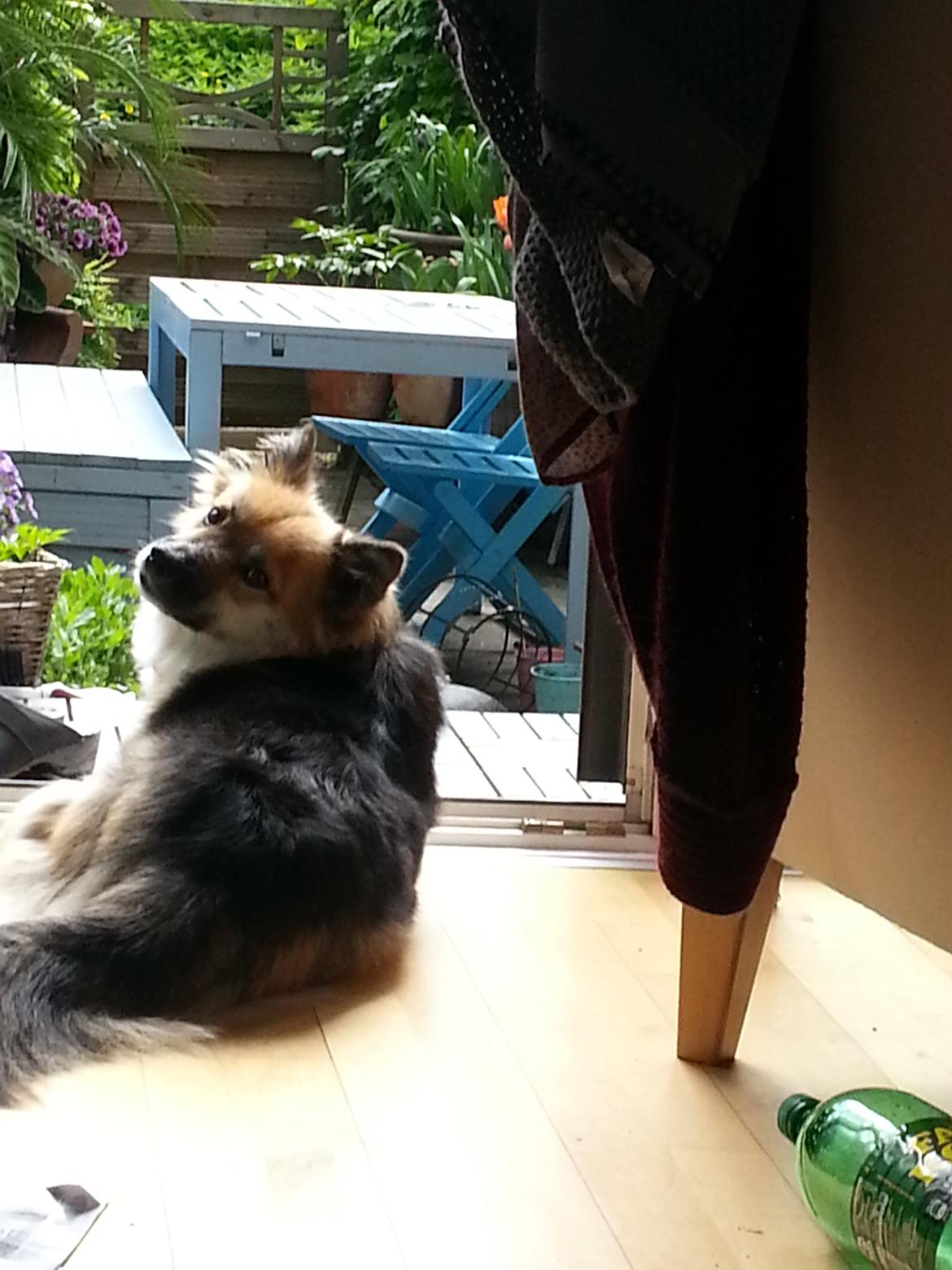 Islandsk fårehund Mollie billede 26