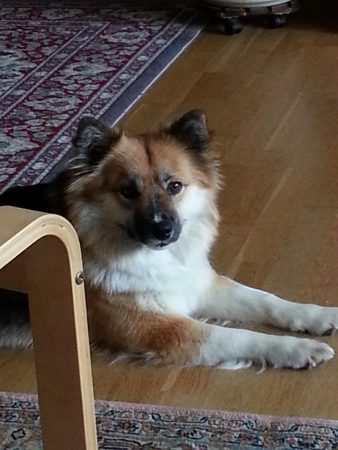 Islandsk fårehund Mollie billede 28