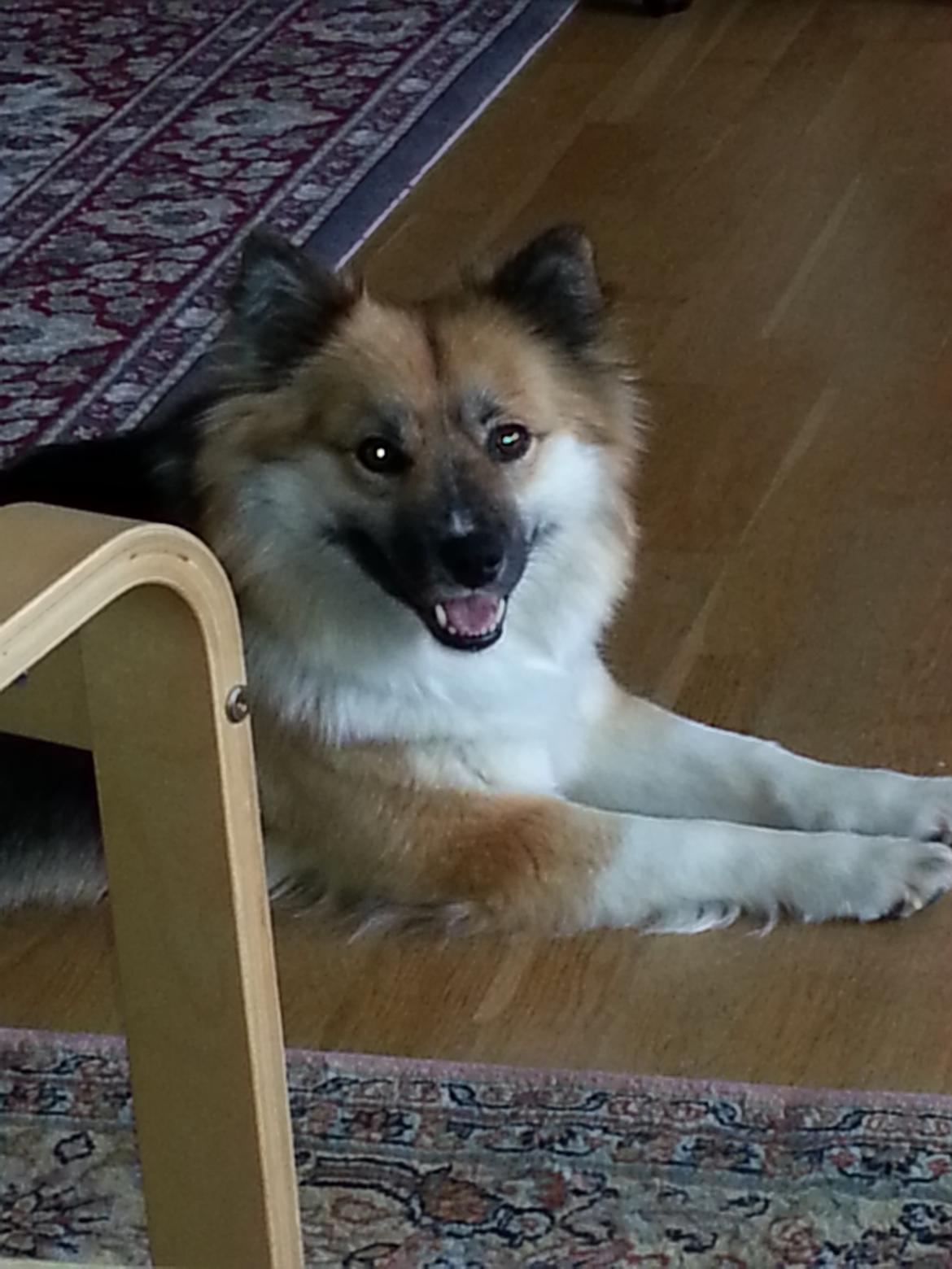 Islandsk fårehund Mollie billede 29