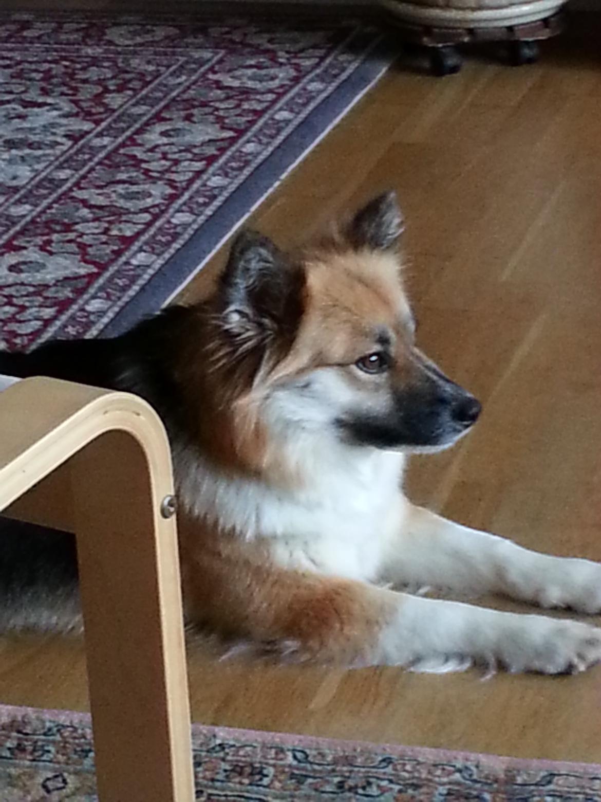 Islandsk fårehund Mollie billede 30