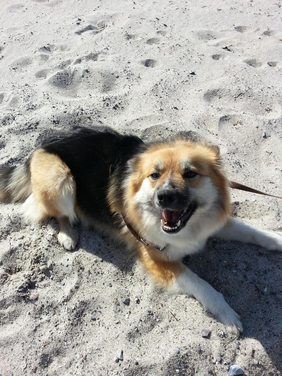 Islandsk fårehund Mollie billede 31