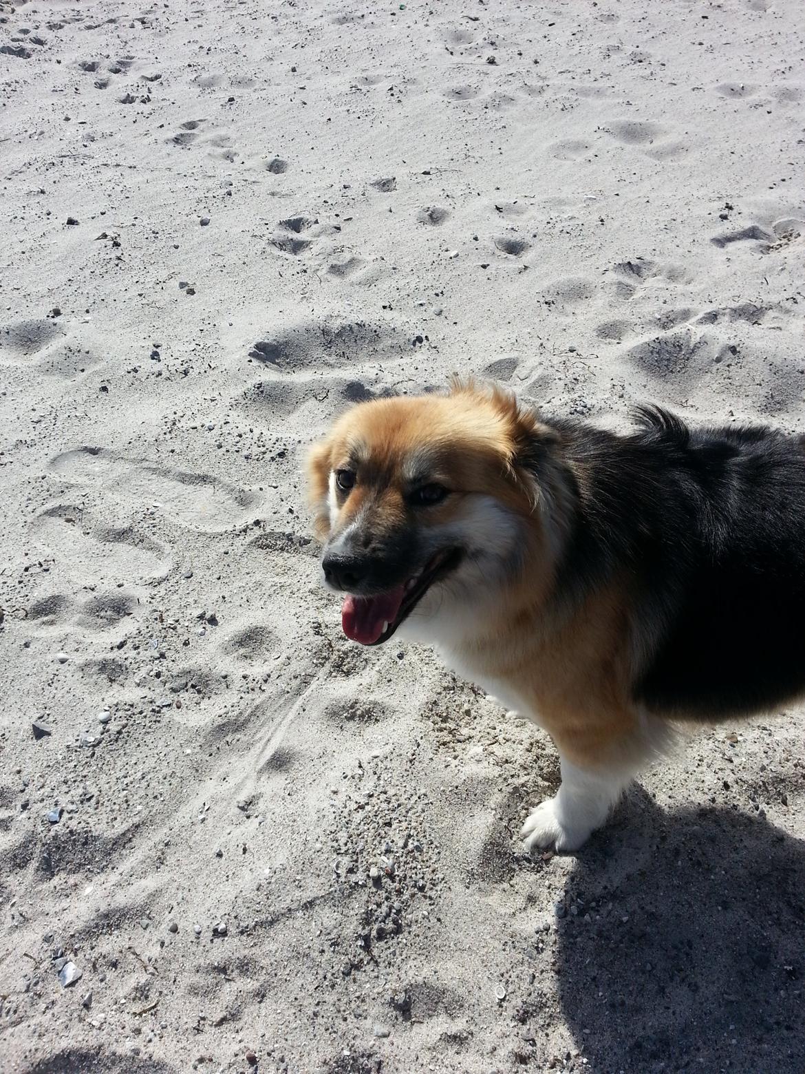 Islandsk fårehund Mollie billede 32