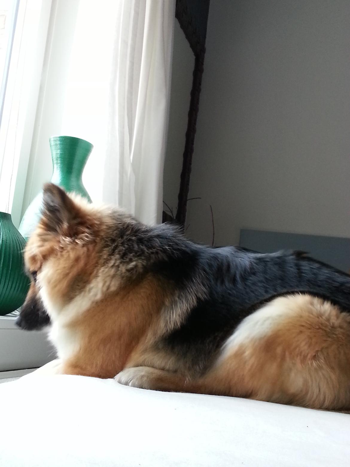 Islandsk fårehund Mollie billede 33