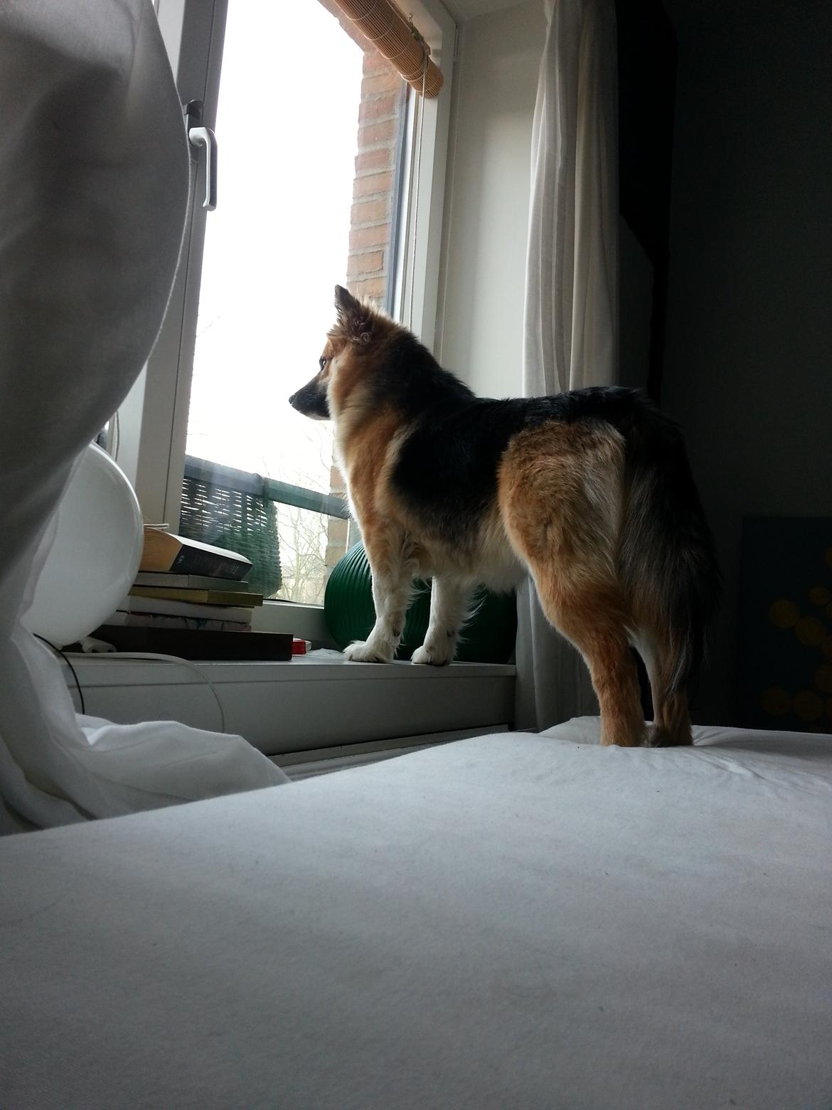 Islandsk fårehund Mollie billede 34