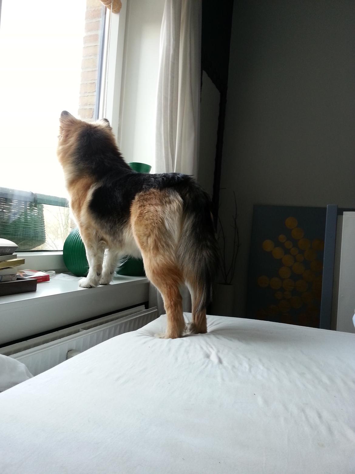 Islandsk fårehund Mollie billede 35