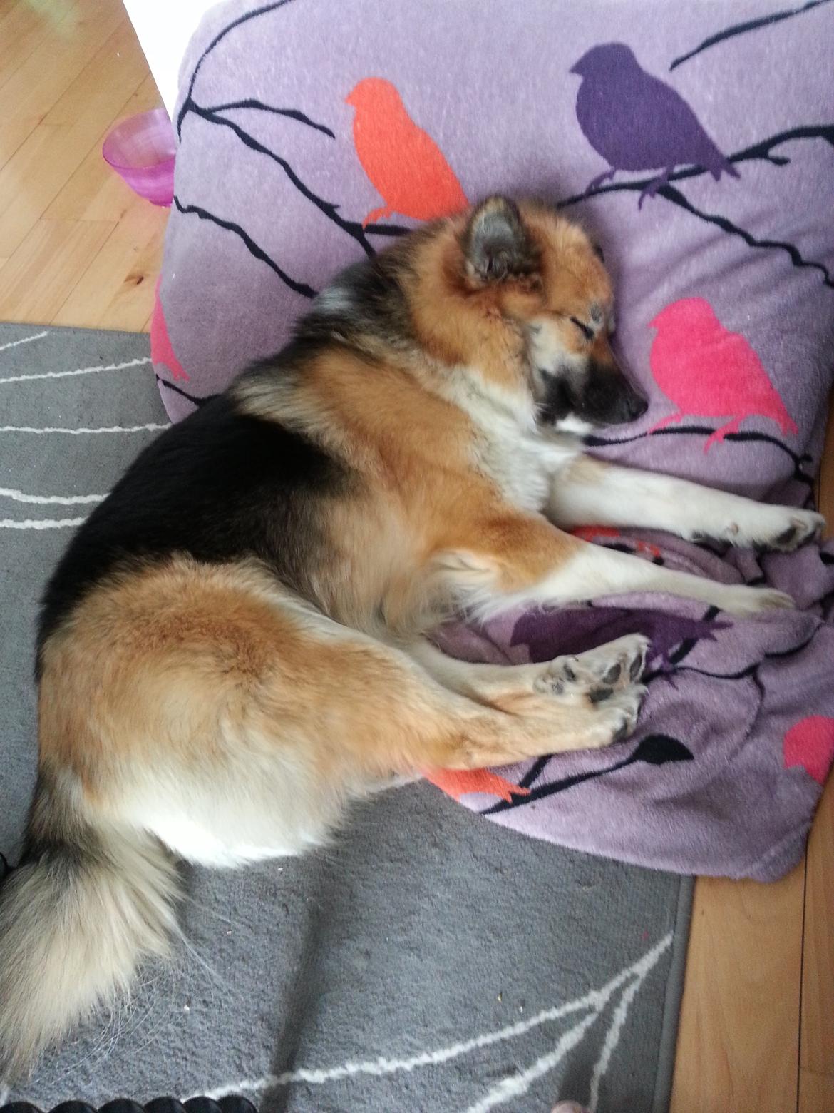 Islandsk fårehund Mollie billede 36