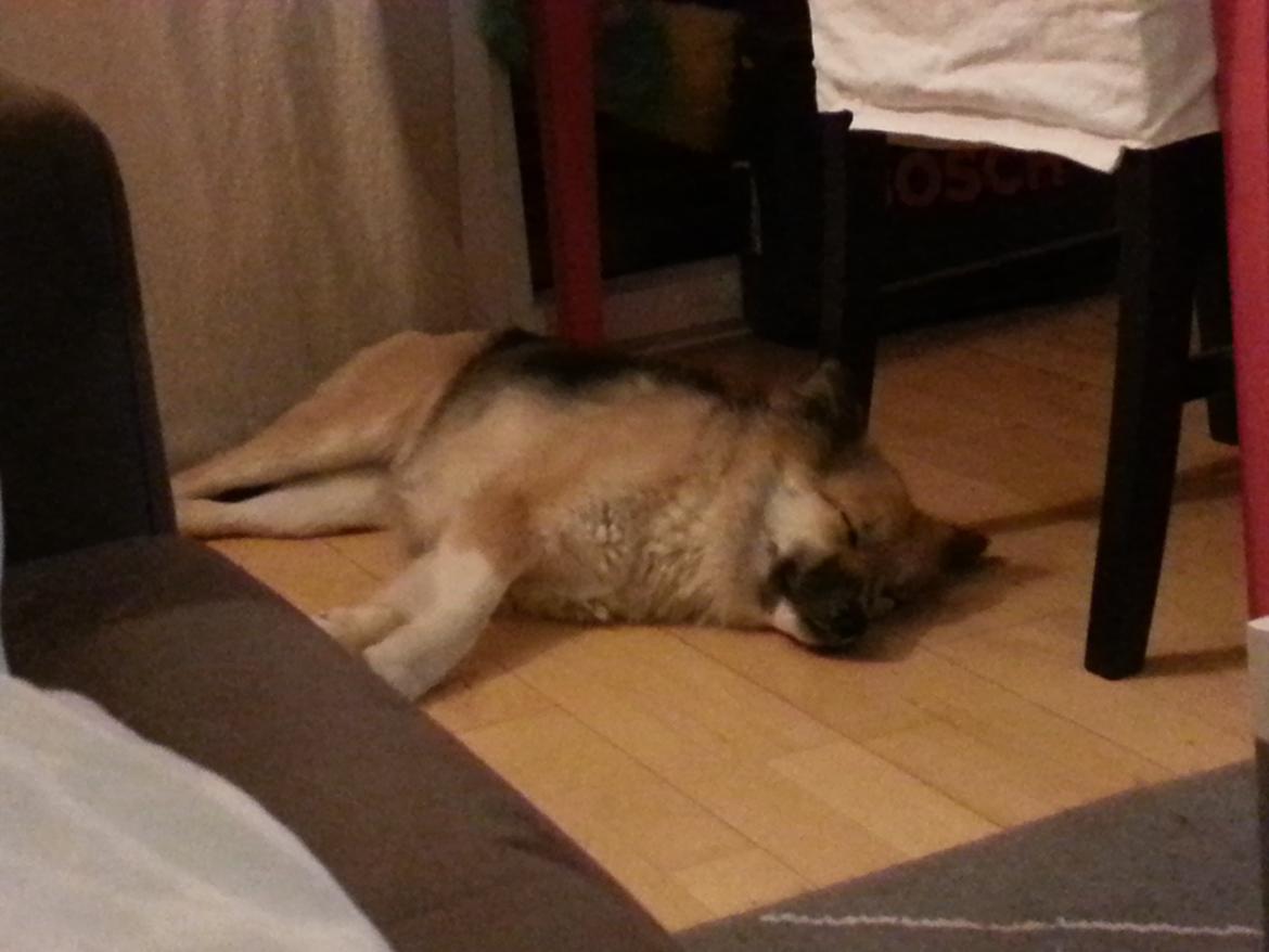 Islandsk fårehund Mollie billede 37