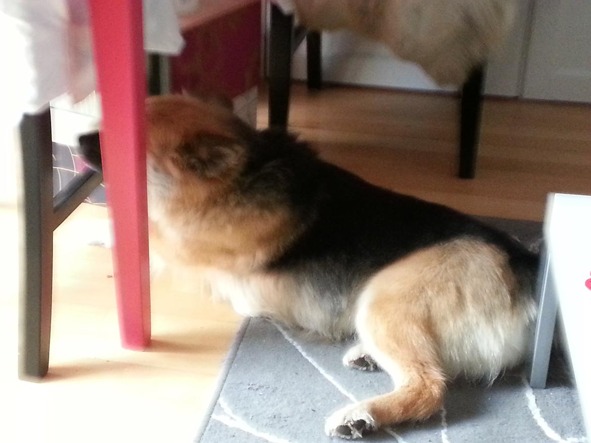 Islandsk fårehund Mollie billede 38