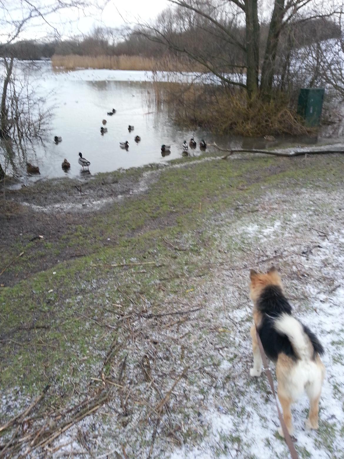 Islandsk fårehund Mollie billede 39