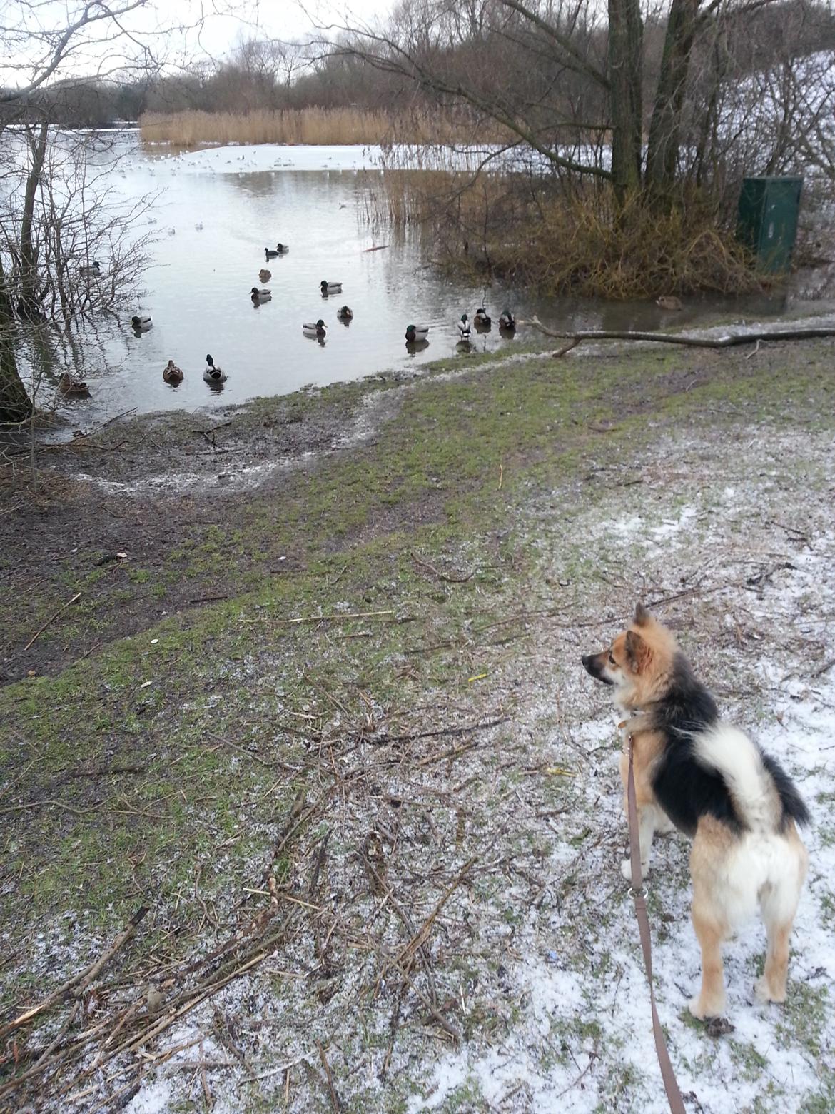 Islandsk fårehund Mollie billede 40