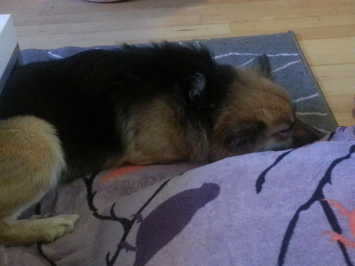 Islandsk fårehund Mollie billede 41