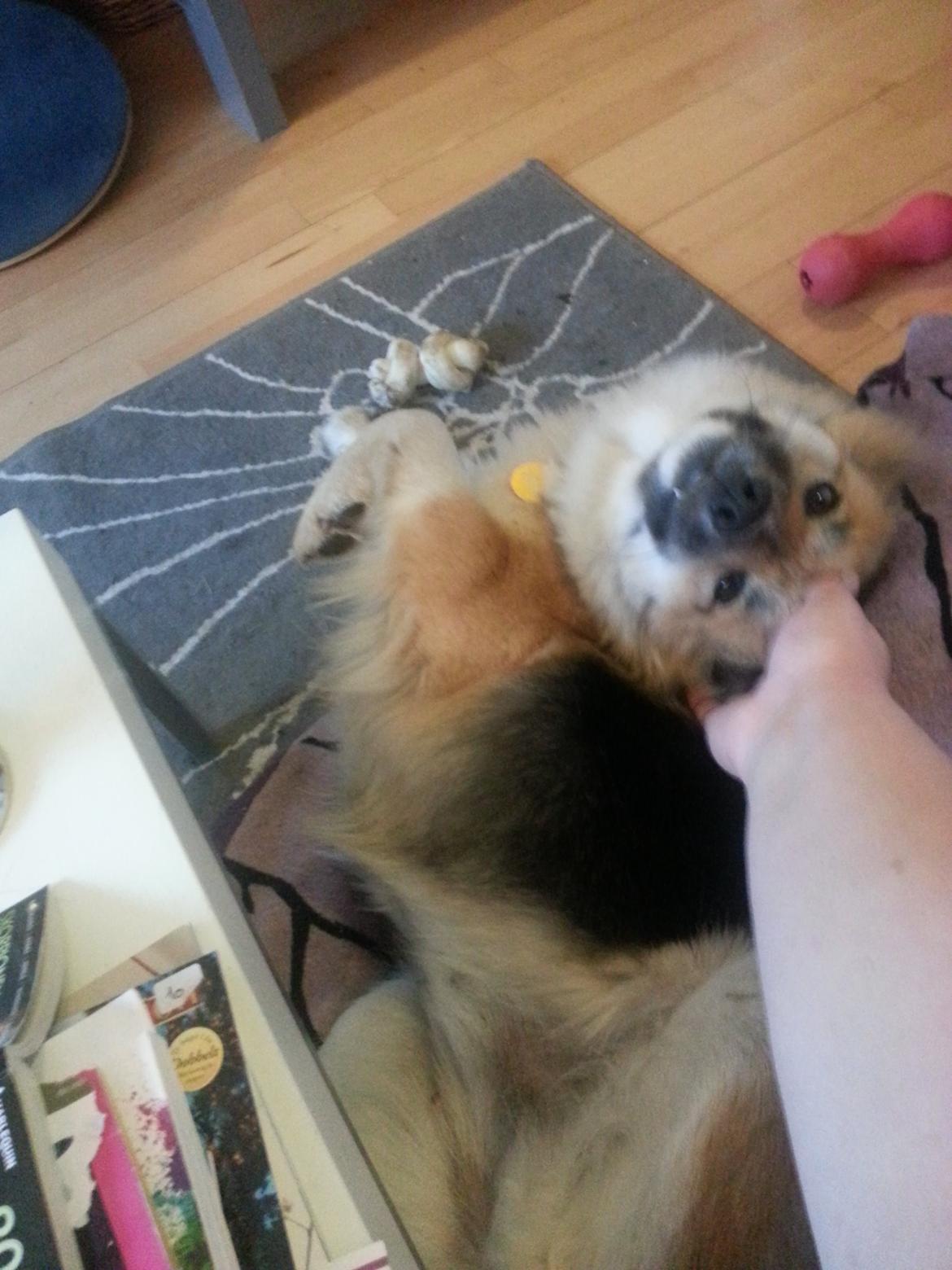 Islandsk fårehund Mollie billede 42