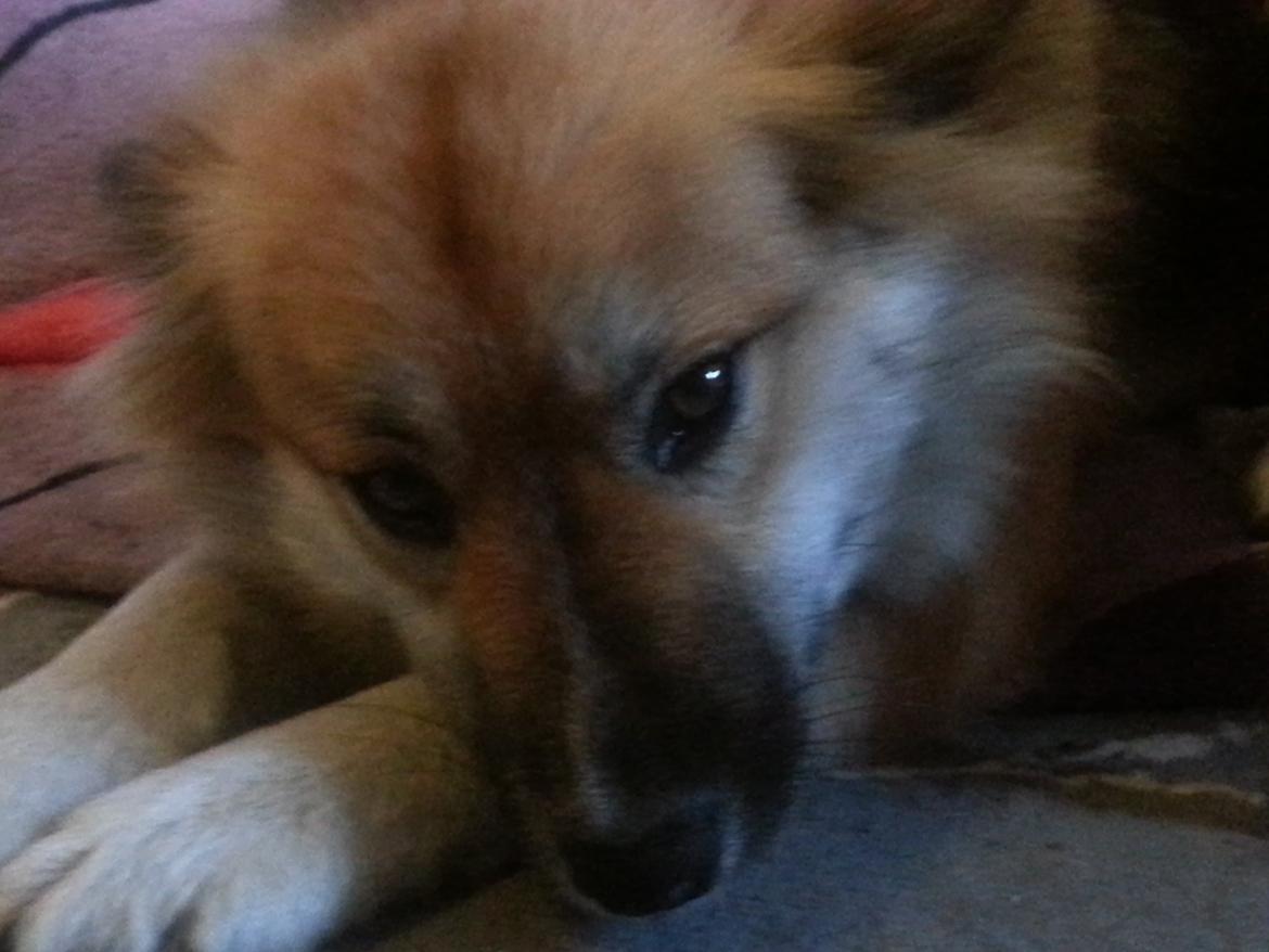 Islandsk fårehund Mollie billede 43