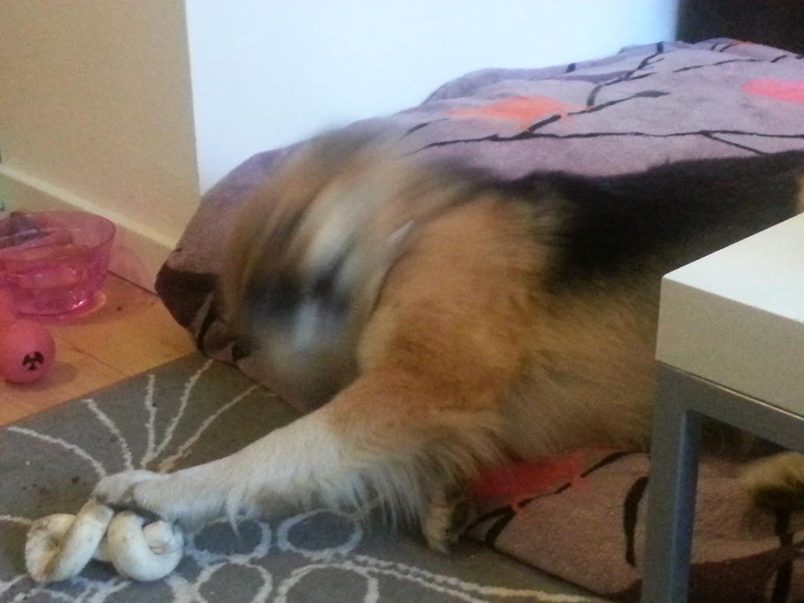 Islandsk fårehund Mollie billede 44