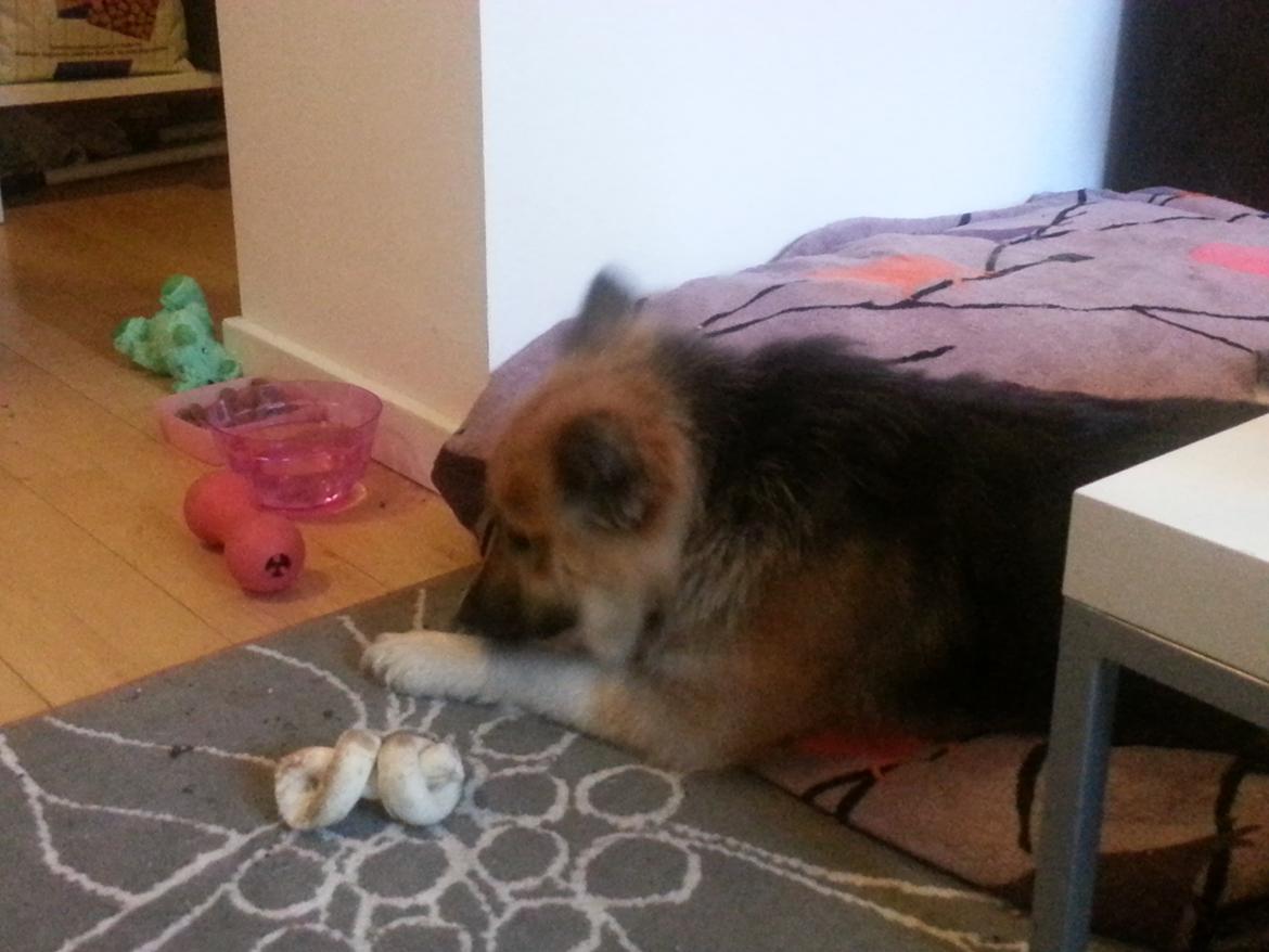 Islandsk fårehund Mollie billede 45