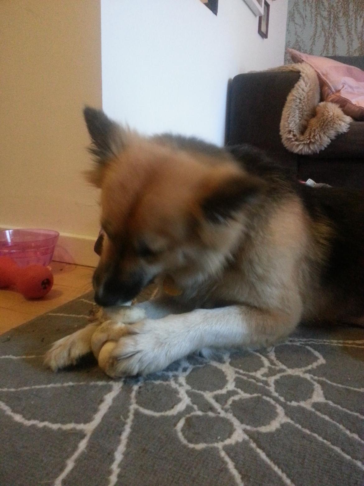 Islandsk fårehund Mollie billede 46