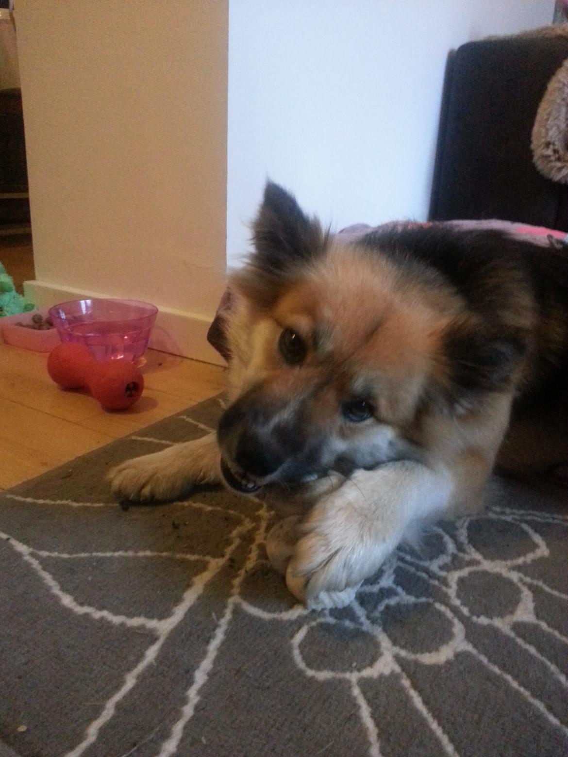 Islandsk fårehund Mollie billede 47