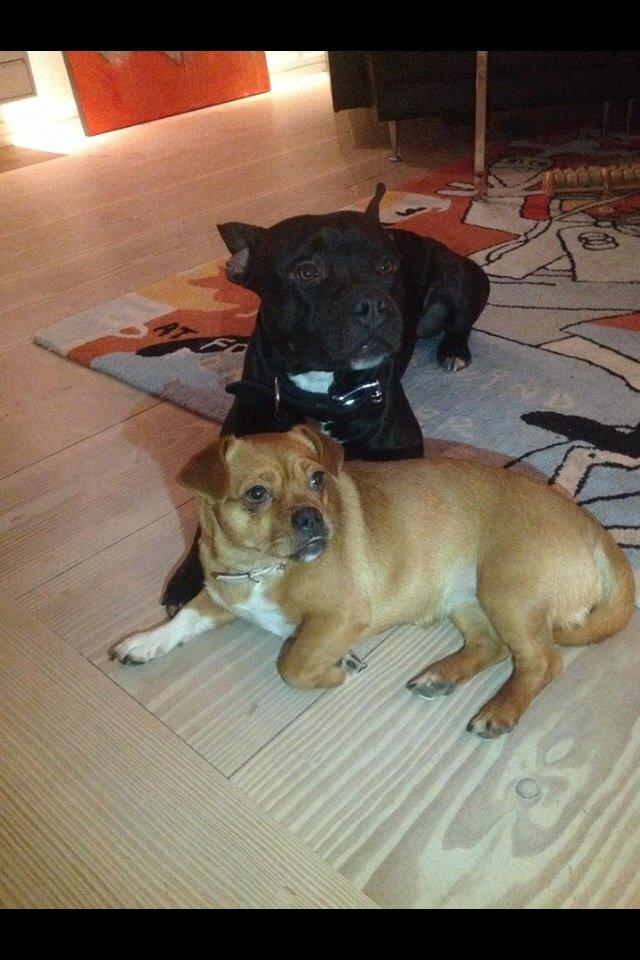 Blanding af racer Al Capone Junior (Capone) billede 23