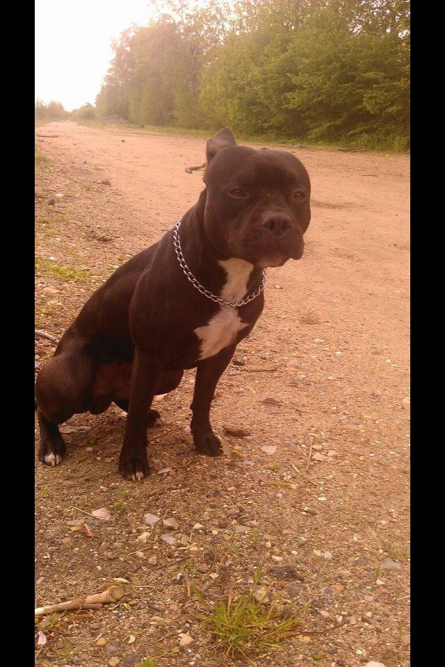 Blanding af racer Al Capone Junior (Capone) billede 24