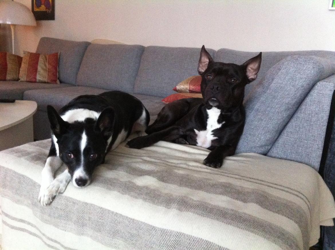 Blanding af racer Al Capone Junior (Capone) billede 25