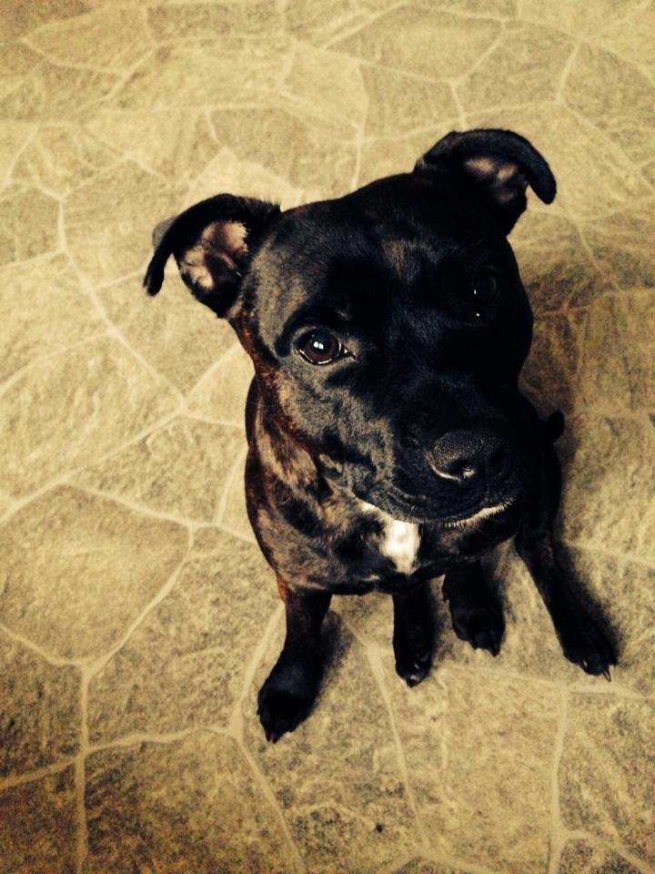 Staffordshire bull terrier Lady Step billede 1