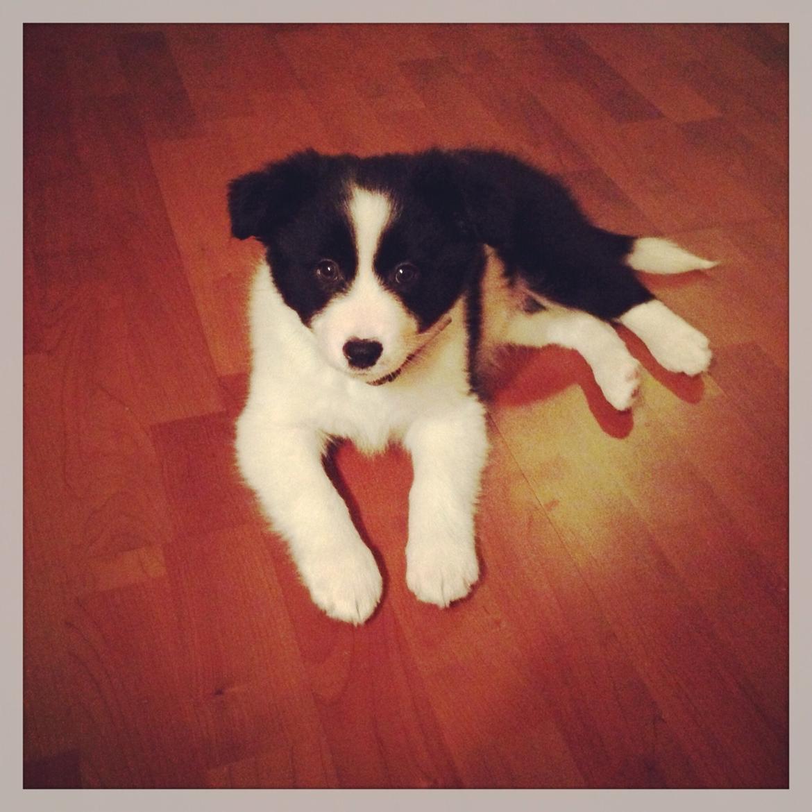 Blanding af racer Nelli billede 1