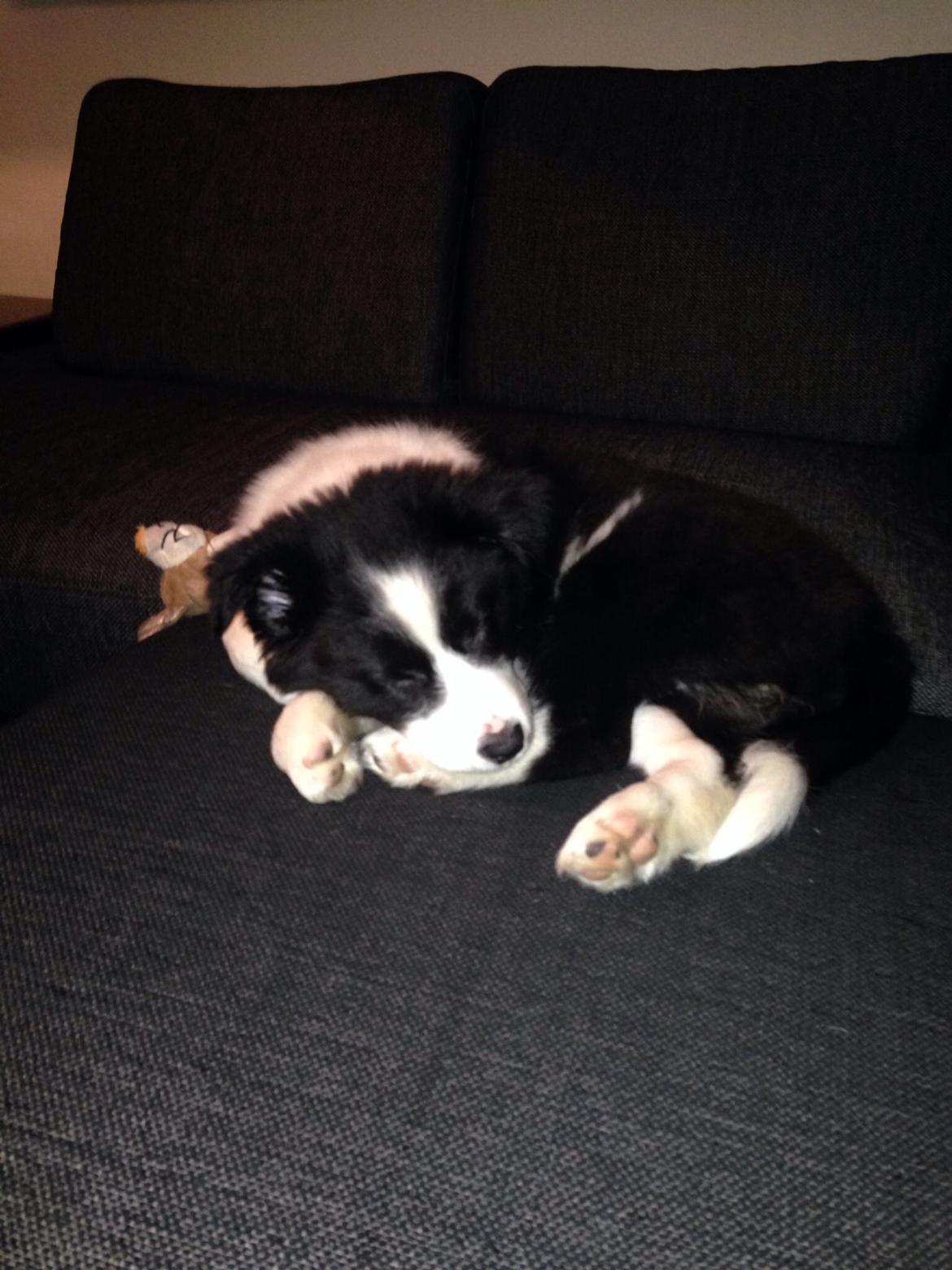 Blanding af racer Nelli billede 2