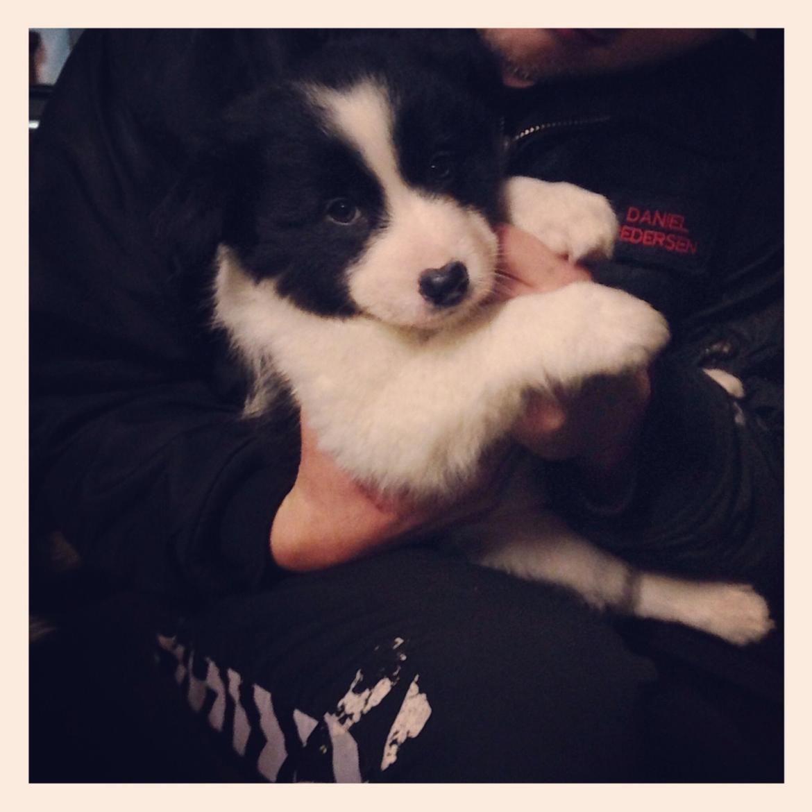 Blanding af racer Nelli billede 3