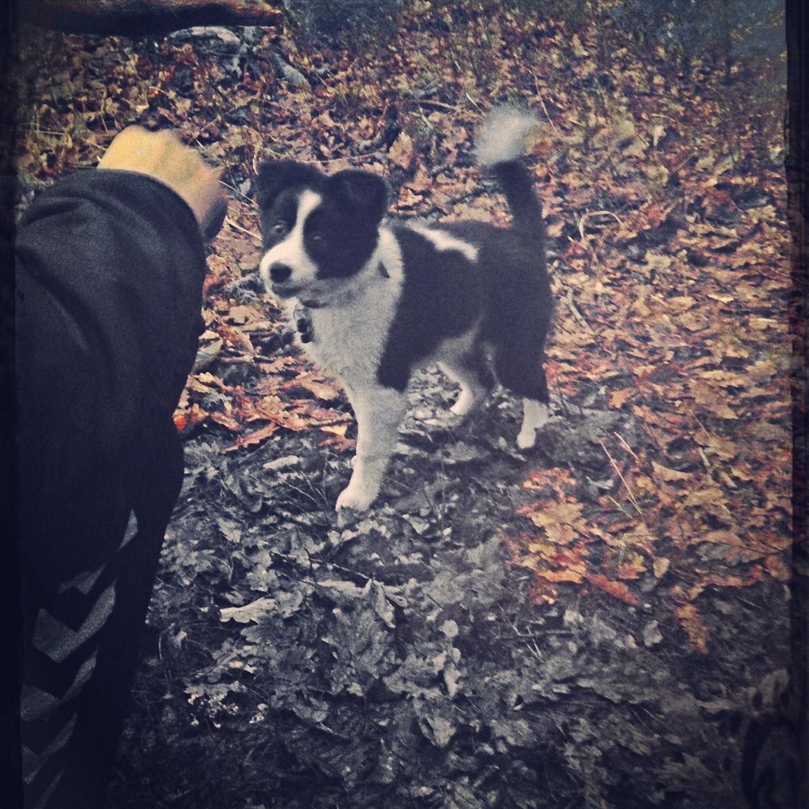 Blanding af racer Nelli billede 4