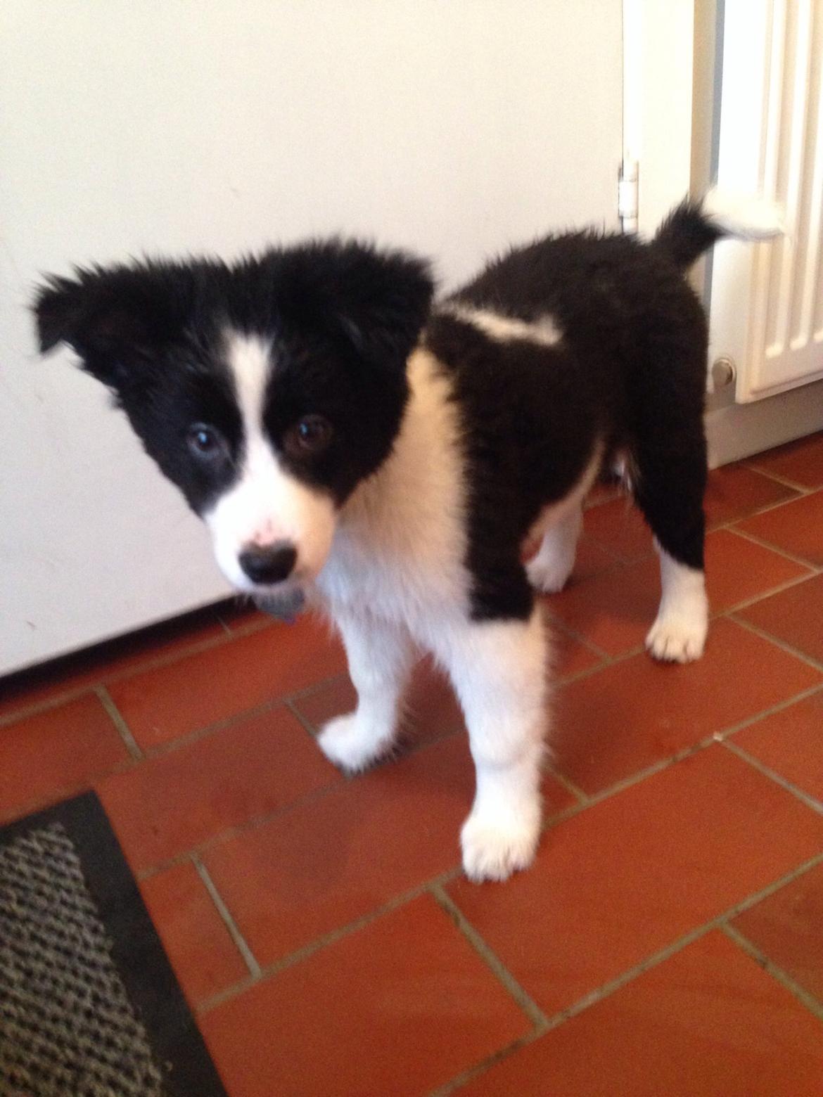 Blanding af racer Nelli billede 5